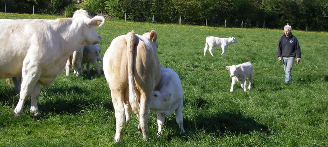 Charolais - tradisjonsrikt fransk kjøttfe